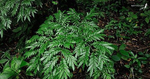 蕨类只剩一个桩子如何催芽？有效的方法有哪些？