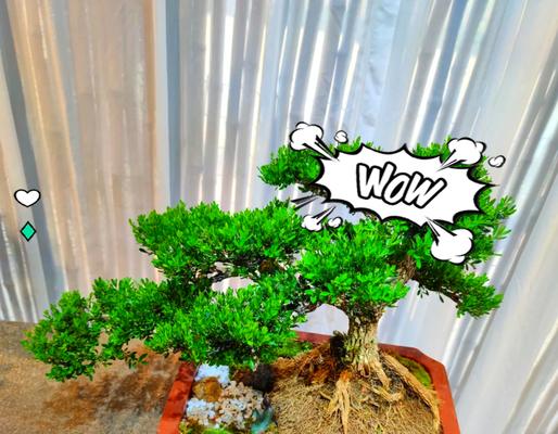 黄杨树怎么种植方法？种植黄杨树有哪些步骤和注意事项？