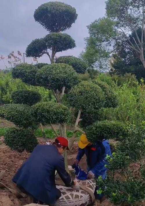 黄杨树怎么种植方法？种植黄杨树有哪些步骤和注意事项？