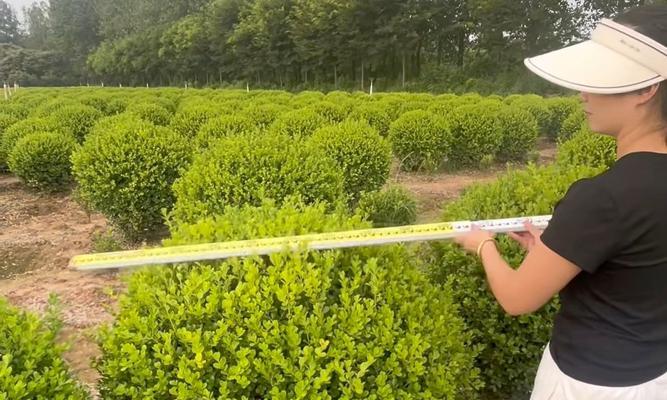 黄杨树怎么种植方法？种植黄杨树有哪些步骤和注意事项？