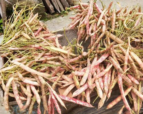 花豆怎么种植方法？步骤和注意事项是什么？
