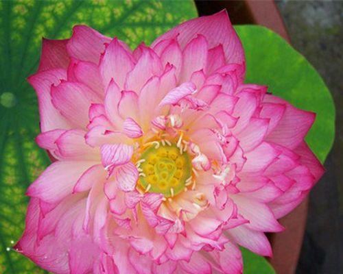 带花荷花种植方法有哪些？如何确保荷花顺利开花？