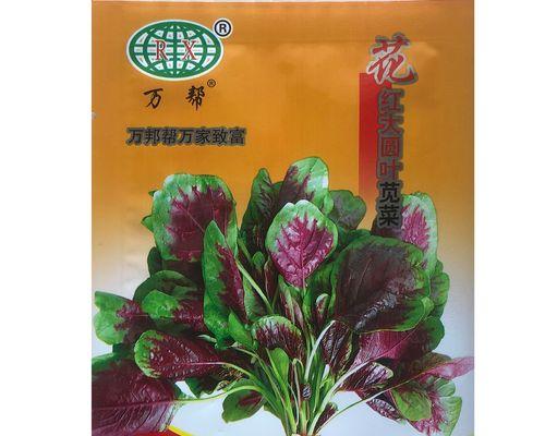 苋菜种子催芽成功后如何正确播种？播种后的管理要点是什么？