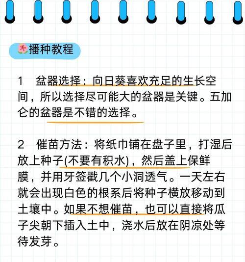 向日葵催芽过头了怎么办？如何挽救过度催芽的向日葵？