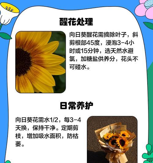 向日葵催芽过头了怎么办？如何挽救过度催芽的向日葵？