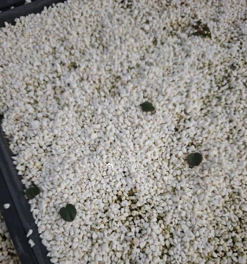 催芽不立起来是什么原因？如何解决催芽不立的问题？