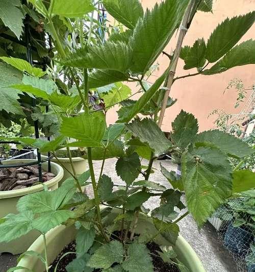 黑莓盆景修剪枝条的最佳时机是什么时候？如何正确修剪？