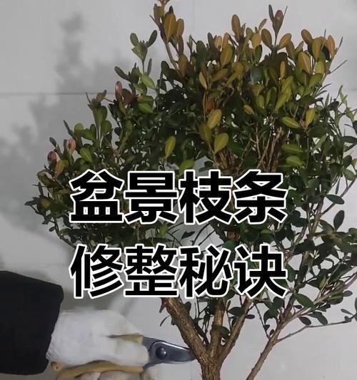 黑莓盆景修剪枝条的最佳时机是什么时候？如何正确修剪？