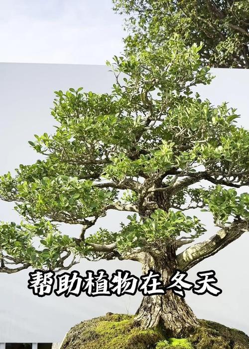 黑莓盆景修剪枝条的最佳时机是什么时候？如何正确修剪？