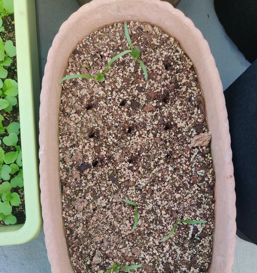 催芽不发芽怎么办？如何解决种子催芽后不发芽的问题？