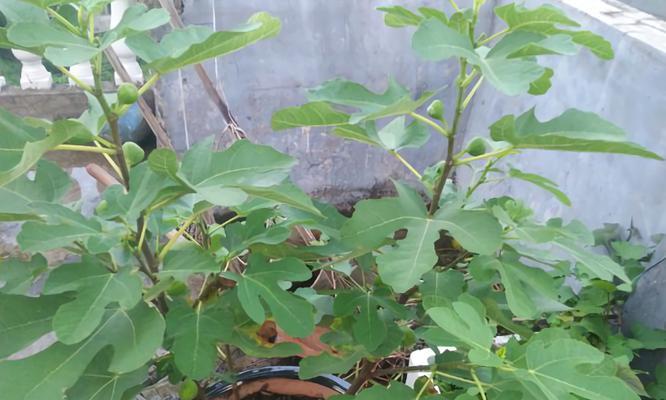 无花果怎么养种植方法？有哪些常见问题需要注意？