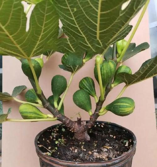 无花果怎么养种植方法？有哪些常见问题需要注意？