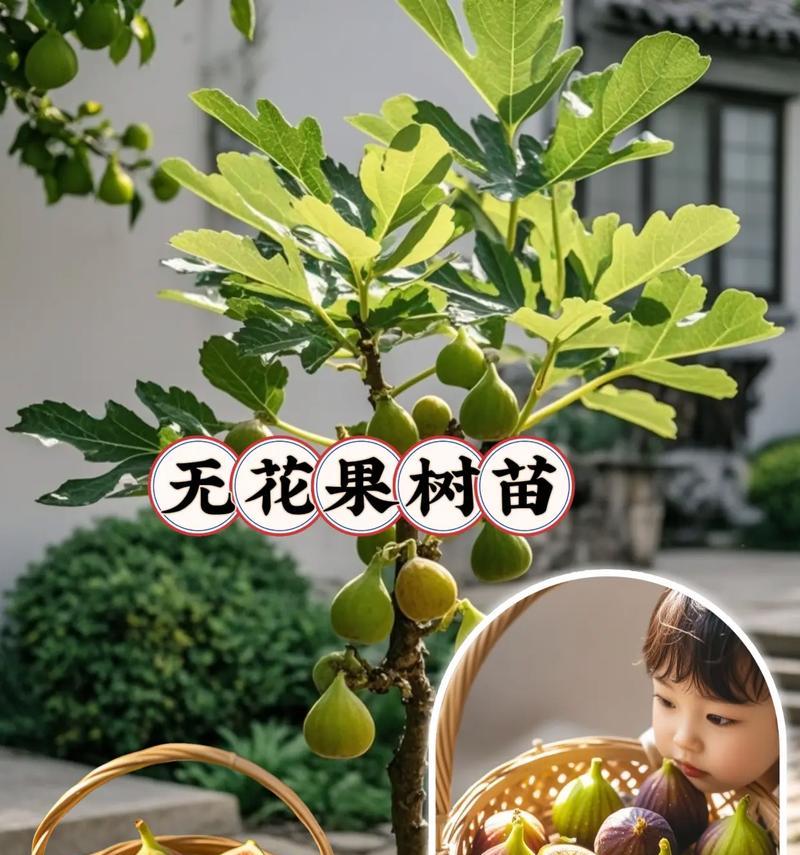 无花果怎么养种植方法？有哪些常见问题需要注意？