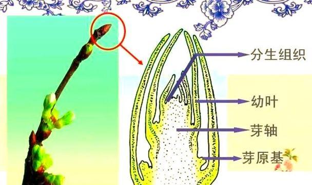 发芽慢的种子怎么催芽？有效催芽方法有哪些？