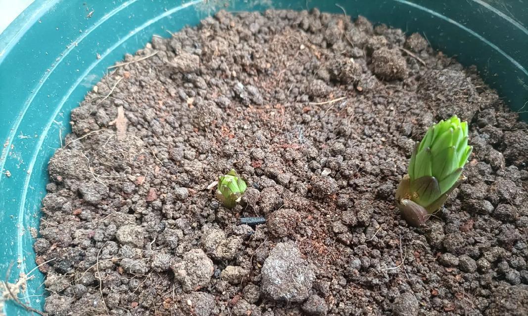 发芽慢的种子怎么催芽？有效催芽方法有哪些？