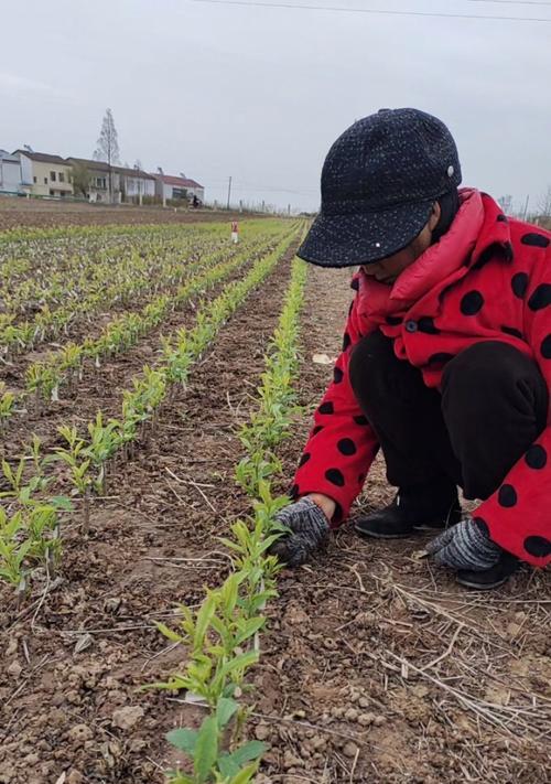 李子种催芽的最佳方法是什么？步骤和注意事项有哪些？