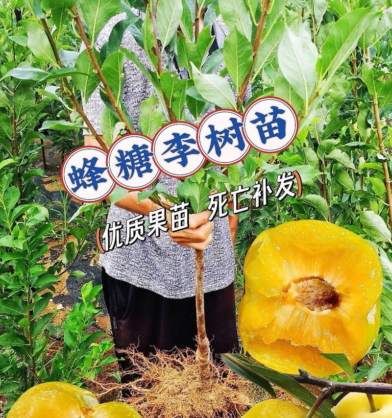 李子种催芽的最佳方法是什么？步骤和注意事项有哪些？