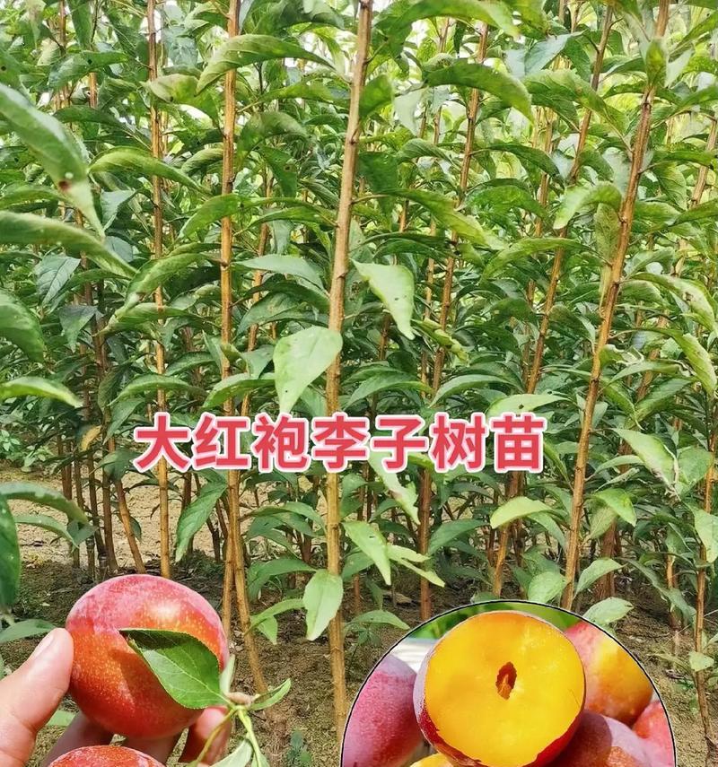 李子种催芽的最佳方法是什么？步骤和注意事项有哪些？