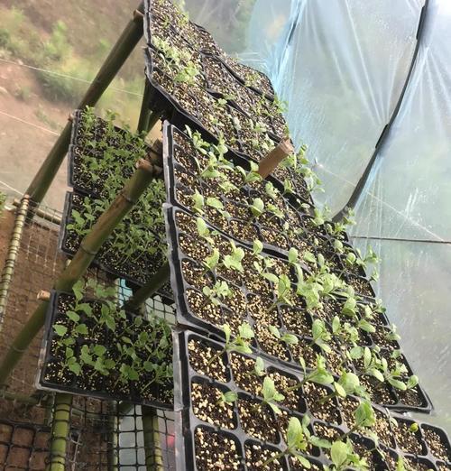 甜瓜催芽后播种时芽尖应该朝上还是朝下？