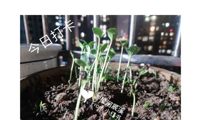甜瓜催芽后播种时芽尖应该朝上还是朝下？