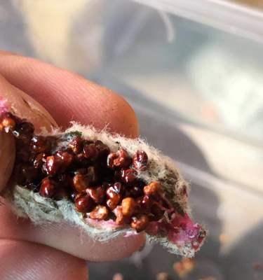 仙人掌种子催芽方法是什么？步骤和注意事项有哪些？