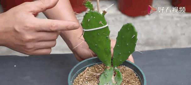 仙人掌种子催芽方法是什么？步骤和注意事项有哪些？