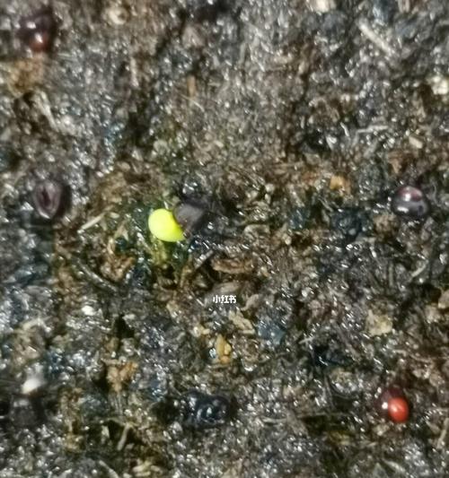 仙人掌种子催芽方法是什么？步骤和注意事项有哪些？