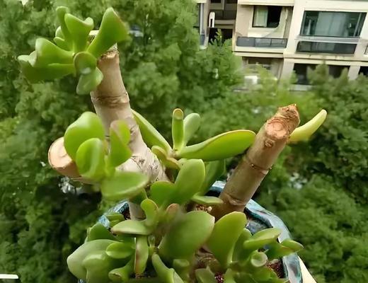 毛桔梗催芽方法是什么？需要多长时间才能发芽？