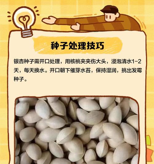 银杏移栽后如何快速催芽？常见问题有哪些？