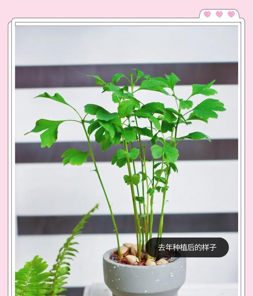 银杏移栽后如何快速催芽？常见问题有哪些？