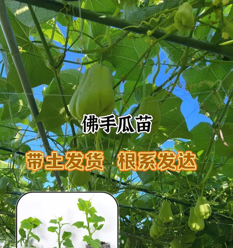 已经发芽的佛手瓜如何催芽？有效催芽方法有哪些？