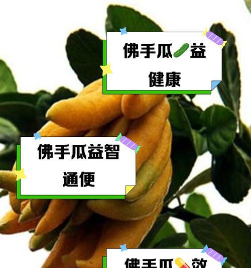 已经发芽的佛手瓜如何催芽？有效催芽方法有哪些？