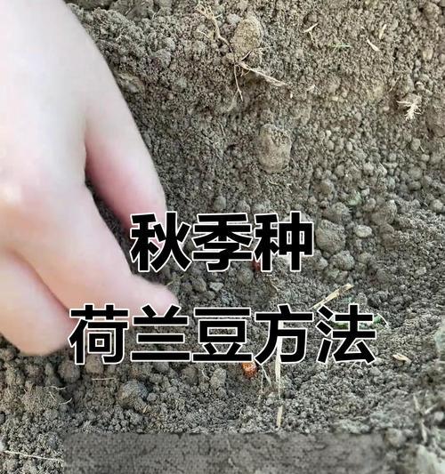 陕西荷兰豆种植方法是什么？如何确保高产？