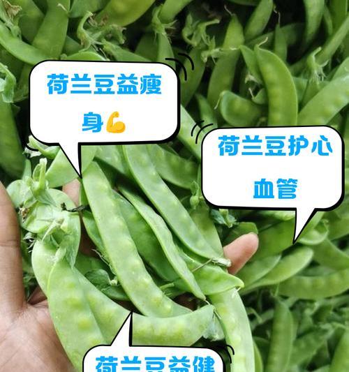 陕西荷兰豆种植方法是什么？如何确保高产？