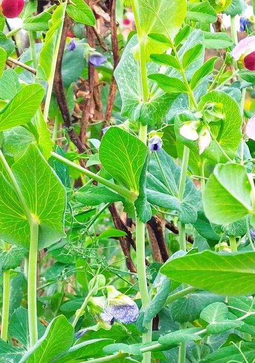 陕西荷兰豆种植方法是什么？如何确保高产？