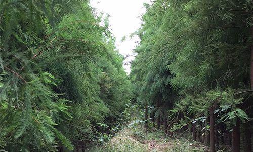 池杉树怎么种植方法？种植池杉树有哪些常见问题？