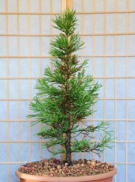 池杉树怎么种植方法？种植池杉树有哪些常见问题？