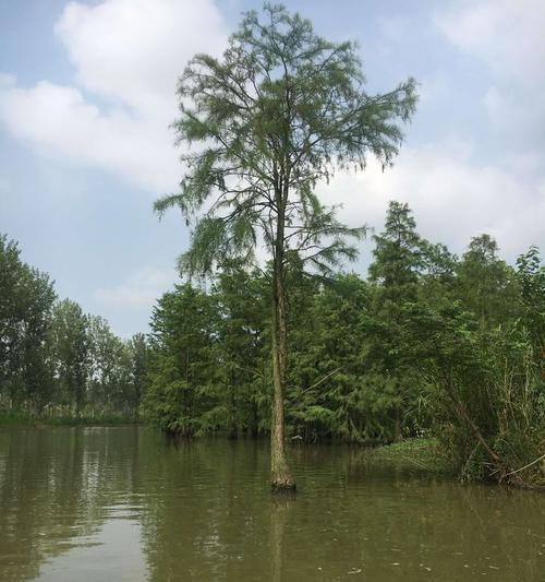 池杉树怎么种植方法？种植池杉树有哪些常见问题？
