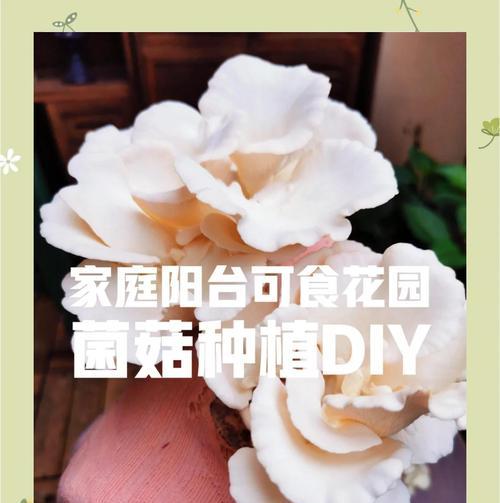 姬菇怎么种植方法家种？家庭种植姬菇的步骤和注意事项是什么？
