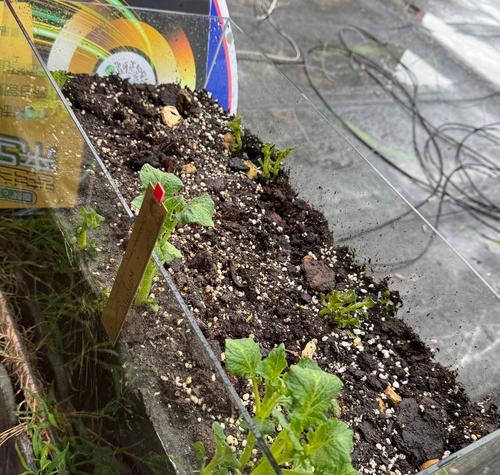 土豆切片后如何快速催芽？有效方法有哪些？