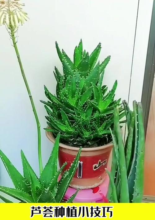 芦荟叶子怎么种植方法？种植过程中需要注意哪些问题？