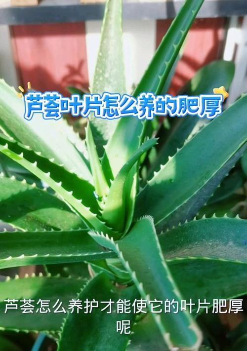 芦荟叶子怎么种植方法？种植过程中需要注意哪些问题？