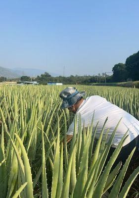 芦荟叶子怎么种植方法？种植过程中需要注意哪些问题？
