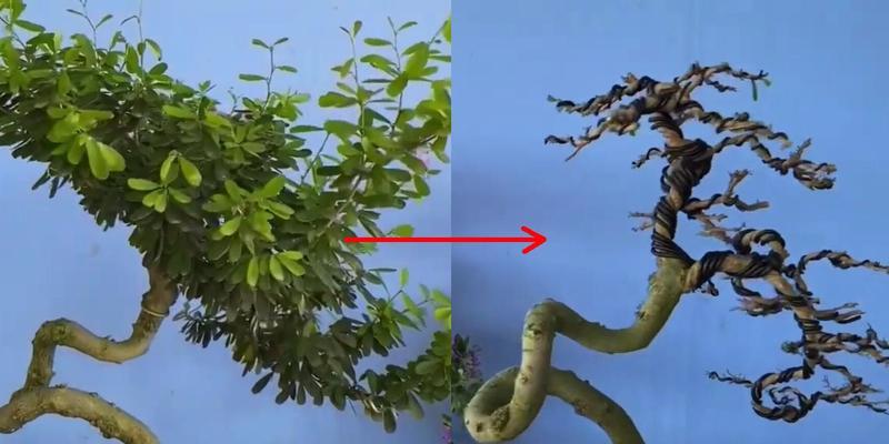 龙铁树修剪枝干的最佳时机是什么时候？修剪后如何护理？