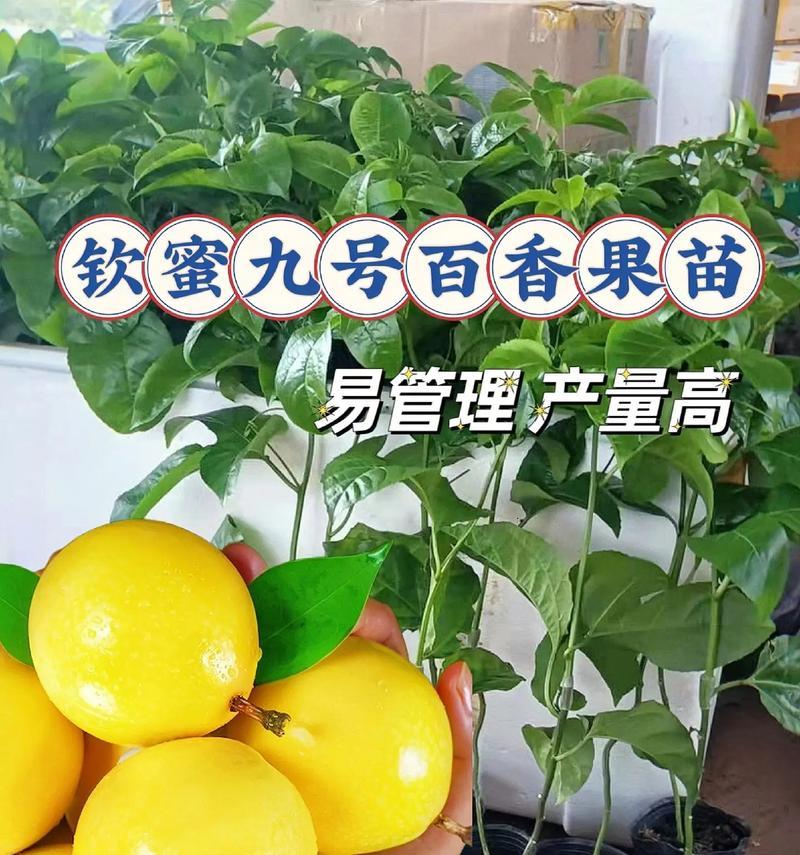 百香果籽种植方法有哪些？如何确保高成活率？