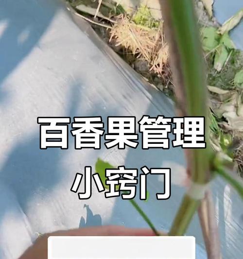 百香果籽种植方法有哪些？如何确保高成活率？