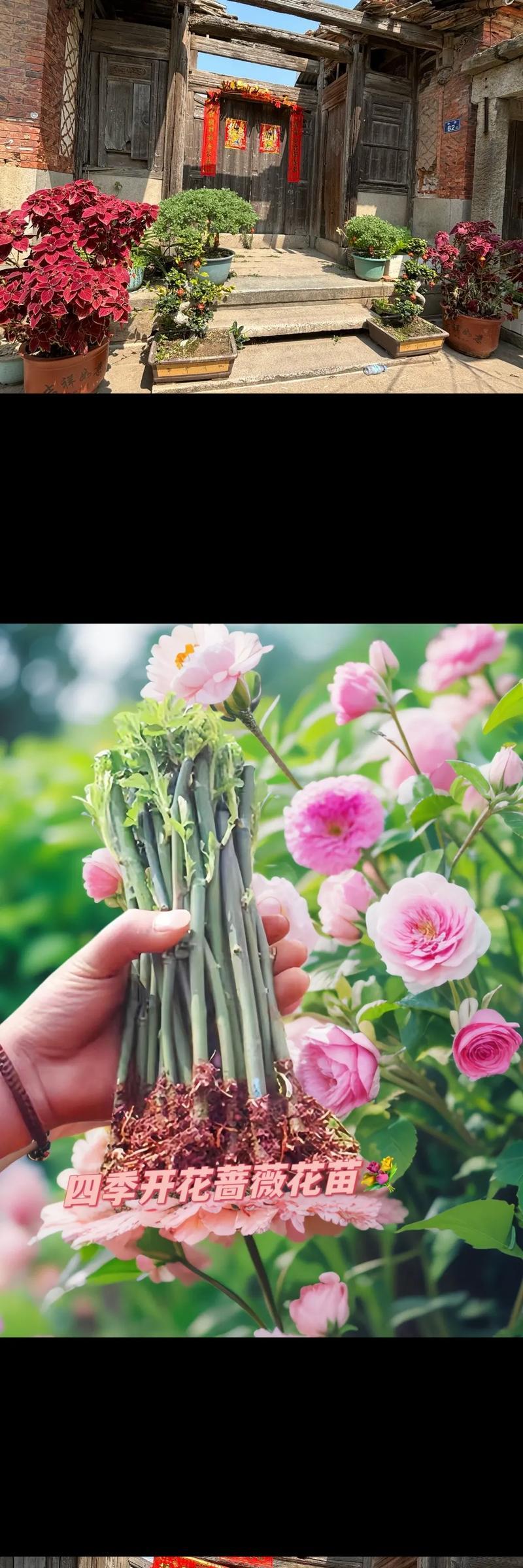 蔷薇花花籽催芽方法是什么？需要多长时间才能发芽？