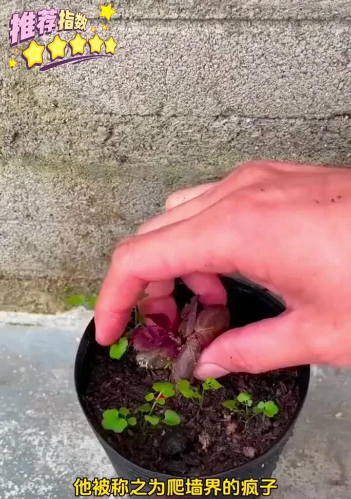 蔷薇花花籽催芽方法是什么？需要多长时间才能发芽？