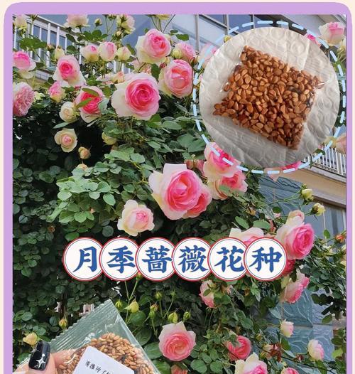 蔷薇花花籽催芽方法是什么？需要多长时间才能发芽？