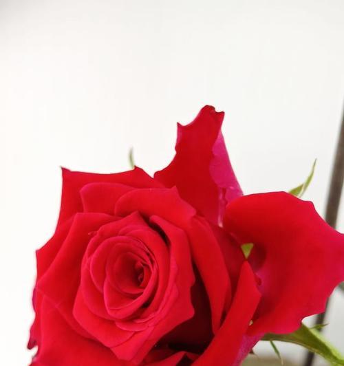 象征着美丽的爱情的花是什么花？哪种花最能代表爱情的美丽？